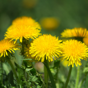 Feuilles de Pissenlit – Tisane